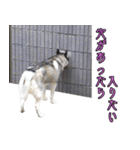 ハスキーで GO GO！！（個別スタンプ：13）