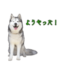 ハスキーで GO GO！！（個別スタンプ：16）