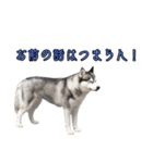 ハスキーで GO GO！！（個別スタンプ：18）