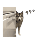 ハスキーで GO GO！！（個別スタンプ：19）
