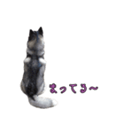 ハスキーで GO GO！！（個別スタンプ：20）
