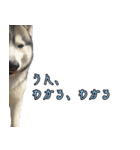 ハスキーで GO GO！！（個別スタンプ：21）