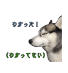 ハスキーで GO GO！！（個別スタンプ：22）