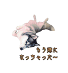 ハスキーで GO GO！！（個別スタンプ：23）
