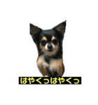 ヨガインストラクター犬 ちわわ チビ＆小姫（個別スタンプ：1）