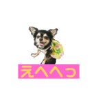 ヨガインストラクター犬 ちわわ チビ＆小姫（個別スタンプ：2）