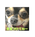 ヨガインストラクター犬 ちわわ チビ＆小姫（個別スタンプ：3）