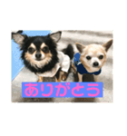 ヨガインストラクター犬 ちわわ チビ＆小姫（個別スタンプ：5）