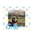 ヨガインストラクター犬 ちわわ チビ＆小姫（個別スタンプ：6）