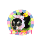 ヨガインストラクター犬 ちわわ チビ＆小姫（個別スタンプ：8）