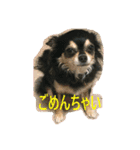 ヨガインストラクター犬 ちわわ チビ＆小姫（個別スタンプ：10）
