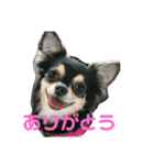 ヨガインストラクター犬 ちわわ チビ＆小姫（個別スタンプ：12）