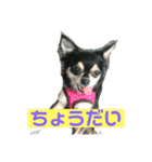 ヨガインストラクター犬 ちわわ チビ＆小姫（個別スタンプ：15）