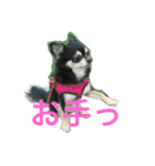 ヨガインストラクター犬 ちわわ チビ＆小姫（個別スタンプ：16）