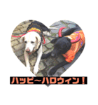 黒ラブ❤️エビス＆琥珀の手作りスタンプ！（個別スタンプ：10）