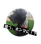 黒ラブ❤️エビス＆琥珀の手作りスタンプ！（個別スタンプ：14）