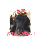 黒ラブ❤️エビス＆琥珀の手作りスタンプ！（個別スタンプ：16）