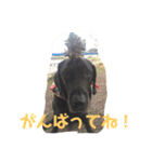 黒ラブ❤️エビス＆琥珀の手作りスタンプ！（個別スタンプ：17）