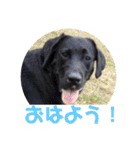 黒ラブ❤️エビス＆琥珀の手作りスタンプ！（個別スタンプ：25）