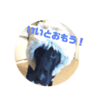 黒ラブ❤️エビス＆琥珀の手作りスタンプ！（個別スタンプ：28）