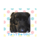 黒ラブ❤️エビス＆琥珀の手作りスタンプ！（個別スタンプ：31）