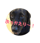 黒ラブ❤️エビス＆琥珀の手作りスタンプ！（個別スタンプ：39）
