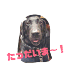 黒ラブ❤️エビス＆琥珀の手作りスタンプ！（個別スタンプ：40）