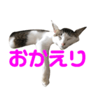 こてつとらいぞう（個別スタンプ：12）
