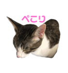 こてつとらいぞう（個別スタンプ：14）