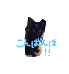 黒猫のんちゃんスタンプ by Rosinyan4（個別スタンプ：4）