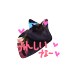 黒猫のんちゃんスタンプ by Rosinyan4（個別スタンプ：7）