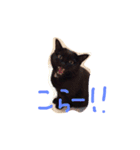 黒猫のんちゃんスタンプ by Rosinyan4（個別スタンプ：12）