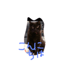 黒猫のんちゃんスタンプ by Rosinyan4（個別スタンプ：13）