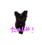 黒猫のんちゃんスタンプ by Rosinyan4（個別スタンプ：14）