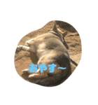 続・ポン太（個別スタンプ：1）