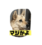 続・ポン太（個別スタンプ：6）