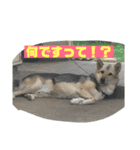 続・ポン太（個別スタンプ：9）