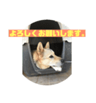 続・ポン太（個別スタンプ：13）
