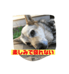続・ポン太（個別スタンプ：19）