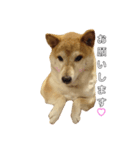 柴犬ムギ。パート2（個別スタンプ：1）
