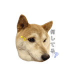 柴犬ムギ。パート2（個別スタンプ：2）