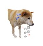 柴犬ムギ。パート2（個別スタンプ：3）