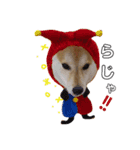 柴犬ムギ。パート2（個別スタンプ：4）