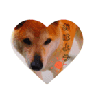柴犬ムギ。パート2（個別スタンプ：5）