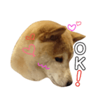 柴犬ムギ。パート2（個別スタンプ：6）