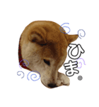 柴犬ムギ。パート2（個別スタンプ：7）