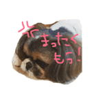 シーズー犬 リラちゃんのスタンプ 2（個別スタンプ：11）