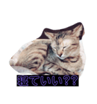ウチの猫達ですฅ^•ﻌ•^ฅ（個別スタンプ：1）