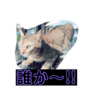 ウチの猫達ですฅ^•ﻌ•^ฅ（個別スタンプ：3）