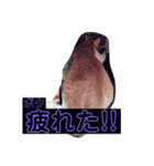 ウチの猫達ですฅ^•ﻌ•^ฅ（個別スタンプ：4）